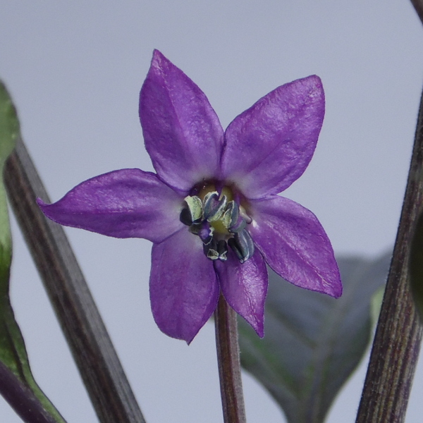 Peruwian Purple Blüte im Großvormat