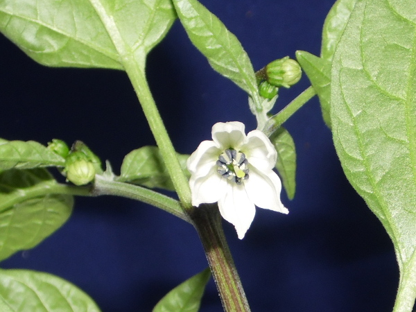 Early Jalapeno - Blüte